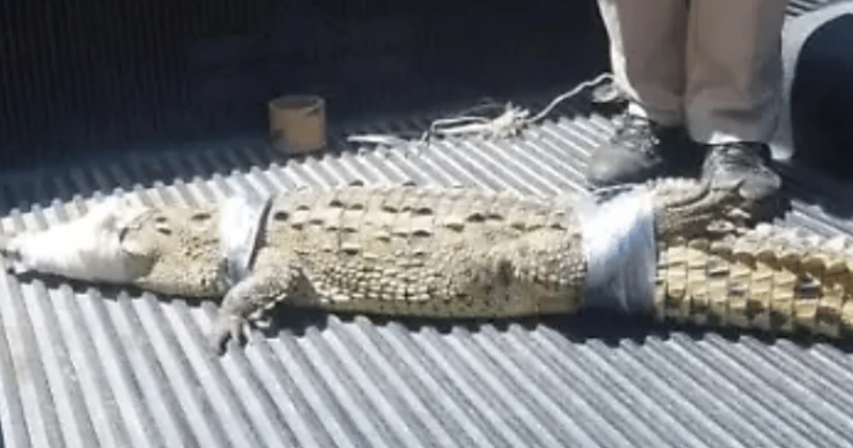 Cocodrilo inmovilizado con cintas en Mazatlán, junto a personal de Protección Civil.