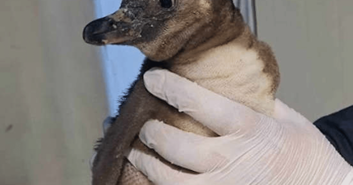 Cuidador del Acuario Mazatlán sosteniendo una cría de pingüino con plumaje en desarrollo.