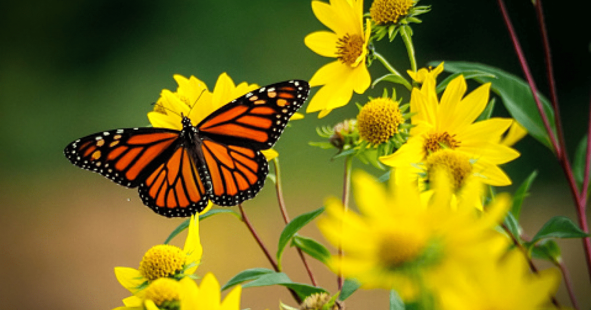 Mariposa naranja y negra sobre flores amarillas durante el equinoccio de primavera