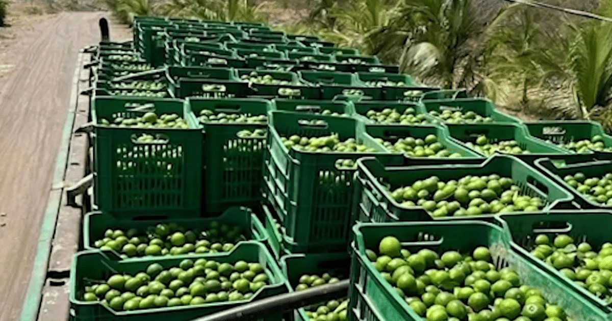 Cajas verdes llenas de limones en un entorno agrícola con palmas al fondo, simbolizando la producción de limón en Michoacán.