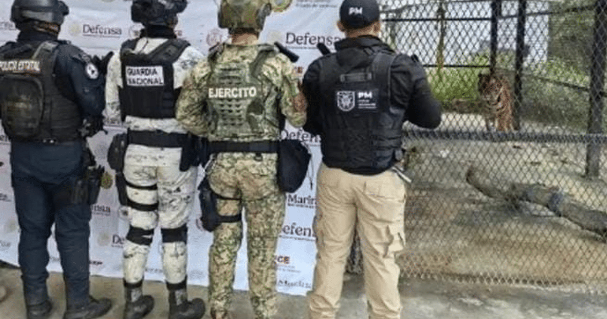 Fuerzas de seguridad monitorean un tigre en un zoológico durante un operativo.