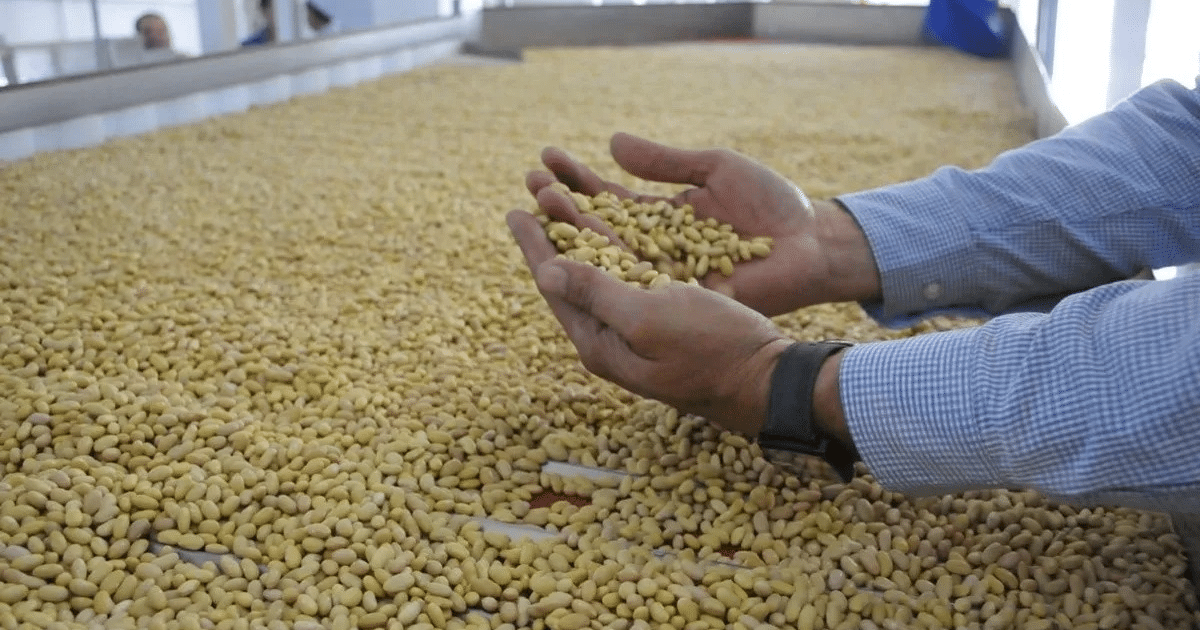 Manos sosteniendo semillas sobre una superficie cubierta de semillas, representando la agricultura en Sinaloa.