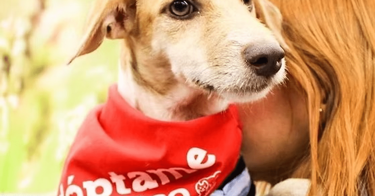 Perro con pañuelo rojo siendo acariciado por persona de cabello castaño en un entorno verde