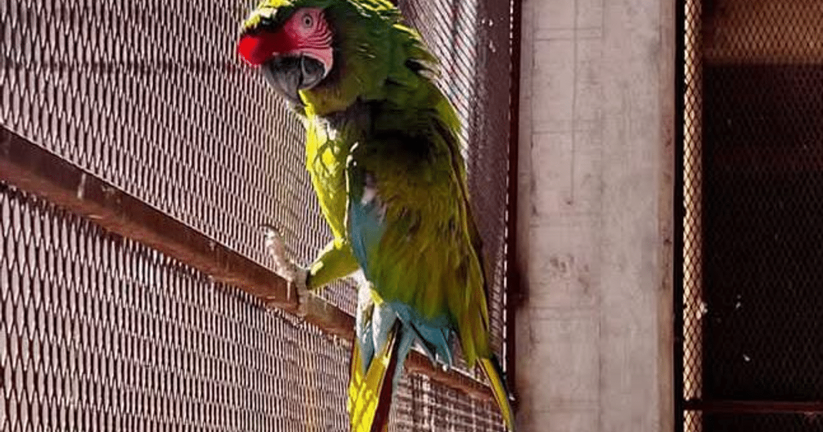 Loro de colores vivos posado en una estructura metálica en un entorno industrial, relacionado con el rescate de fauna en Mazatlán.