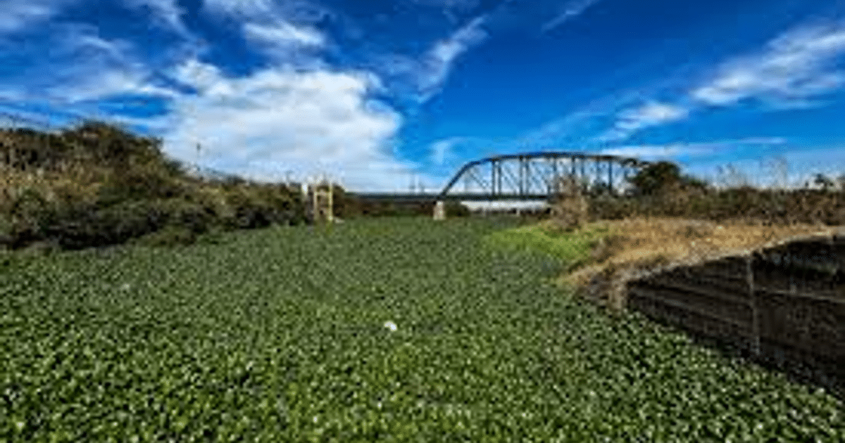 Paisaje con cuerpo de agua cubierto de lirio acuático y puente al fondo