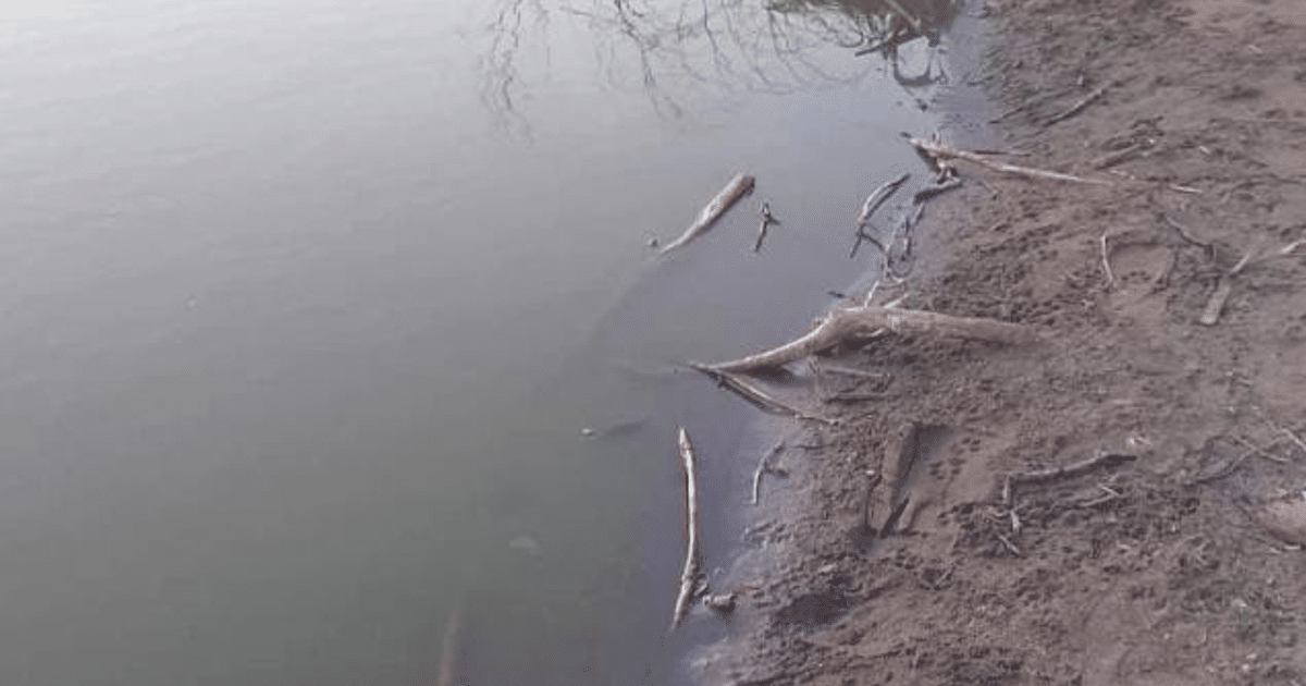 Orilla arenosa con troncos flotantes en un cuerpo de agua tranquilo, reflejando el entorno natural.