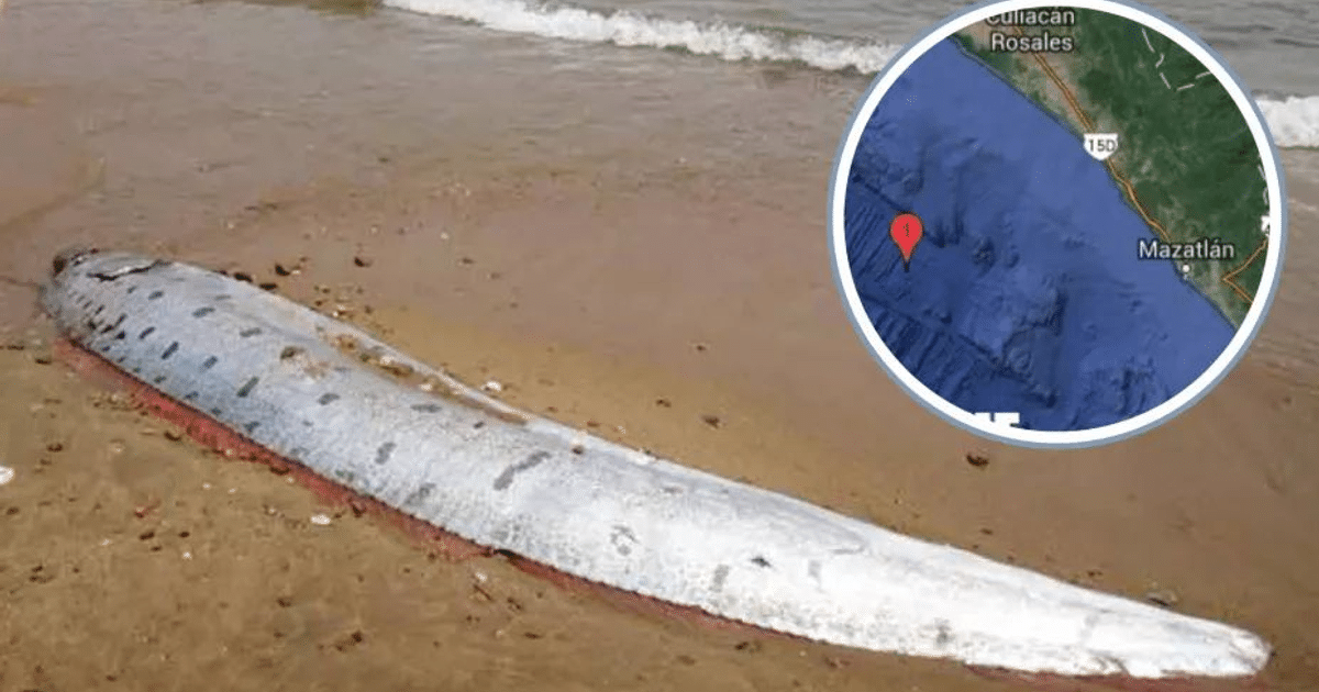 Pez remo varado en la playa de Mazatlán, México, con mapa de ubicación.