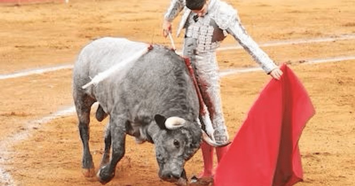 Torero con capa roja en plaza de toros, toro en movimiento