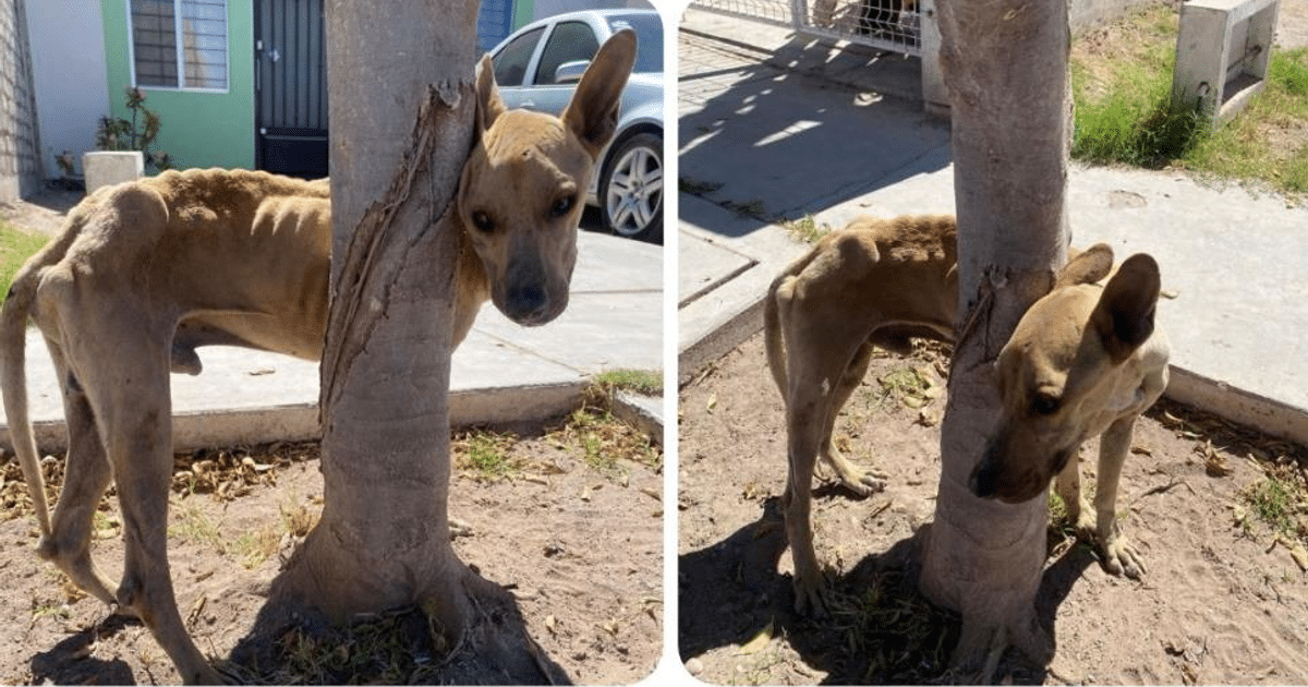 Perro delgado apoyado contra un árbol en un entorno urbano con pavimento y plantas.