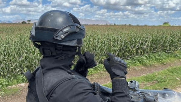 Persona con equipo de protección observando un campo de maíz, simbolizando la vigilancia en áreas agrícolas.