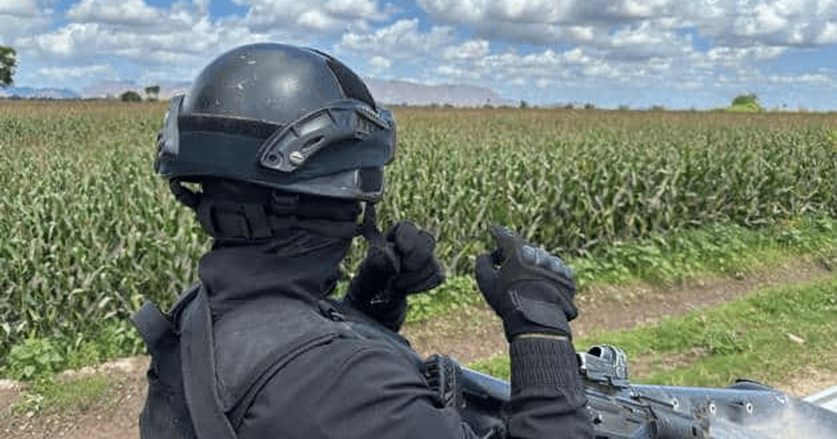 Persona con equipo de protección observando un campo de maíz, simbolizando la vigilancia en áreas agrícolas.