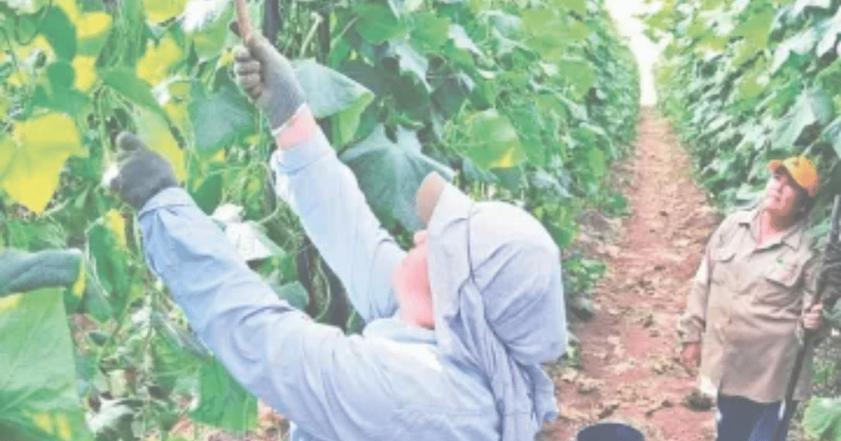 Trabajadores hortícolas en un invernadero de Sinaloa recolectando plantas, reflejando el impacto del arancel en las exportaciones.
