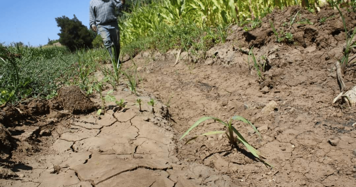 Terreno agrícola seco con plantas y agricultor, reflejando la escasez de agua en El Carrizo.