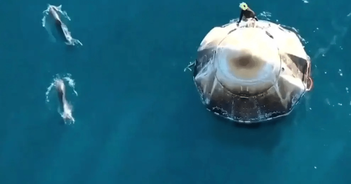 Cápsula SpaceX Dragon flotando en el océano con delfines nadando alrededor