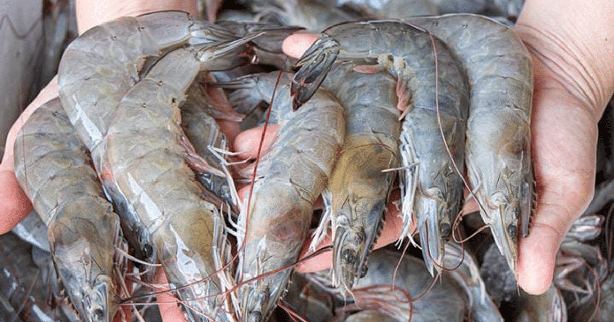 Manos sosteniendo camarones frescos y brillantes, destacando la calidad del producto en Sinaloa.
