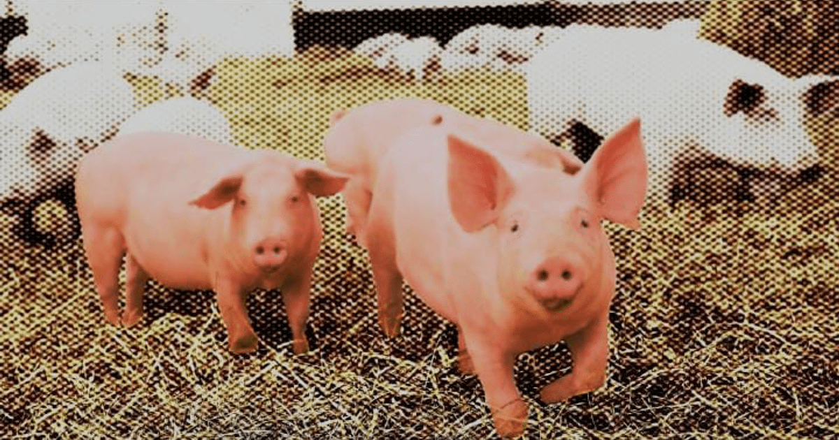 Cerdos rosados en un entorno rural con paja, relacionados con trasplantes genéticos.