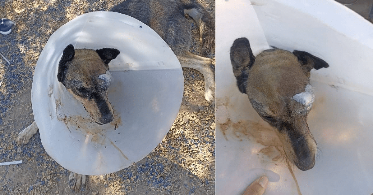 Perro con collar isabelino tras ataque en Ahome, Sinaloa