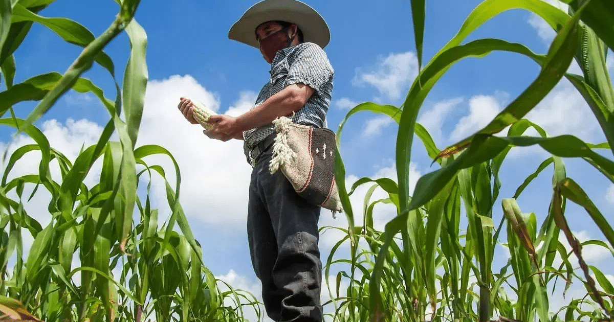 Persona con sombrero y máscara examinando una mazorca en un campo de maíz bajo un cielo azul.