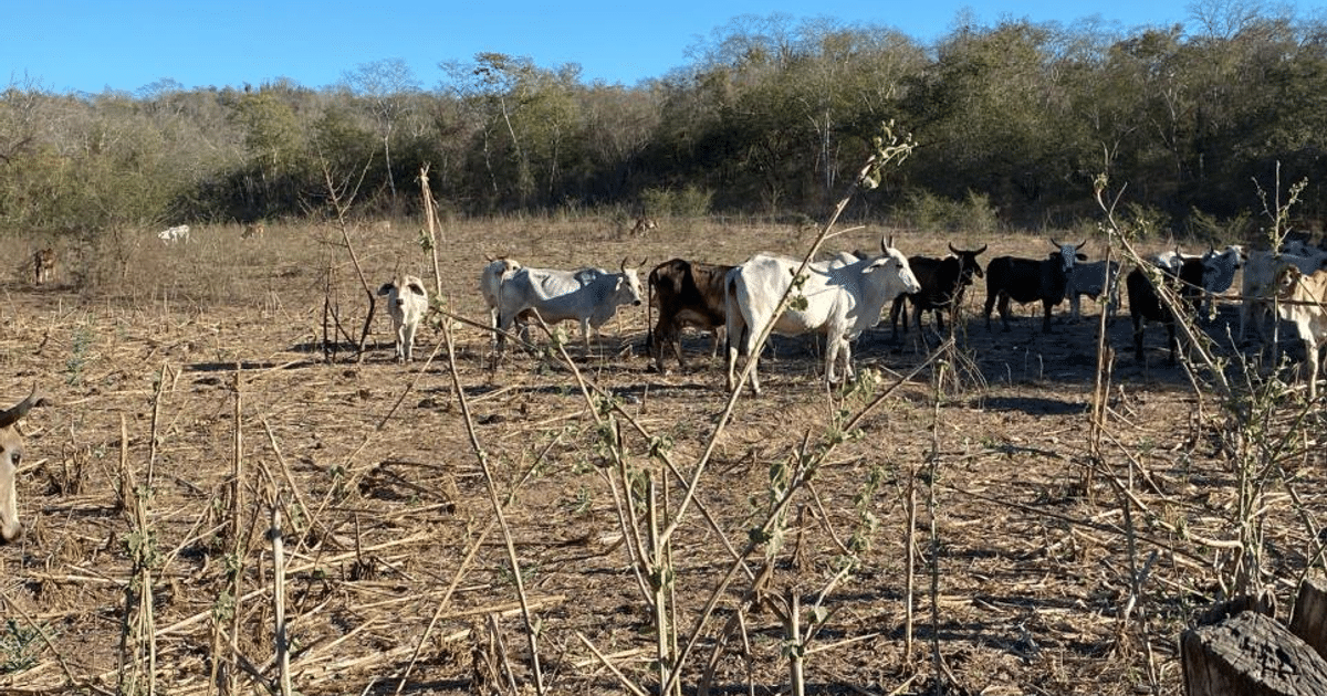 Vacas pastando en un campo seco con cielo despejado, reflejando la crisis hídrica en Mazatlán.