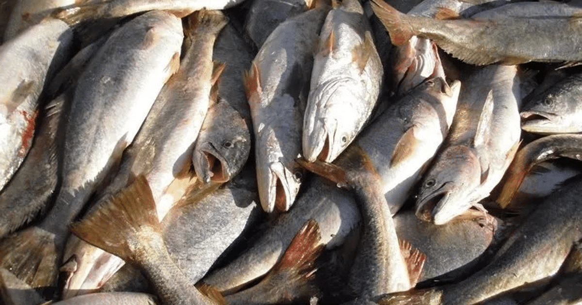 Montón de peces apilados en un mercado, reflejando la sobreexplotación pesquera en el Alto Golfo.