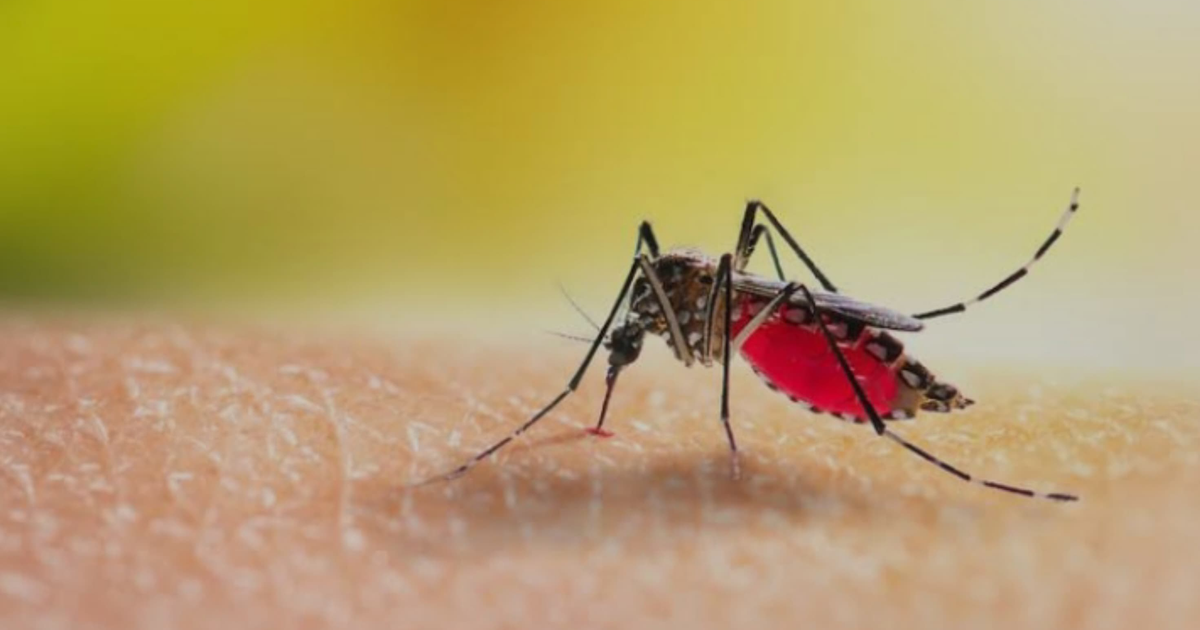 Mosquito hembra alimentándose de sangre, vector del dengue en México