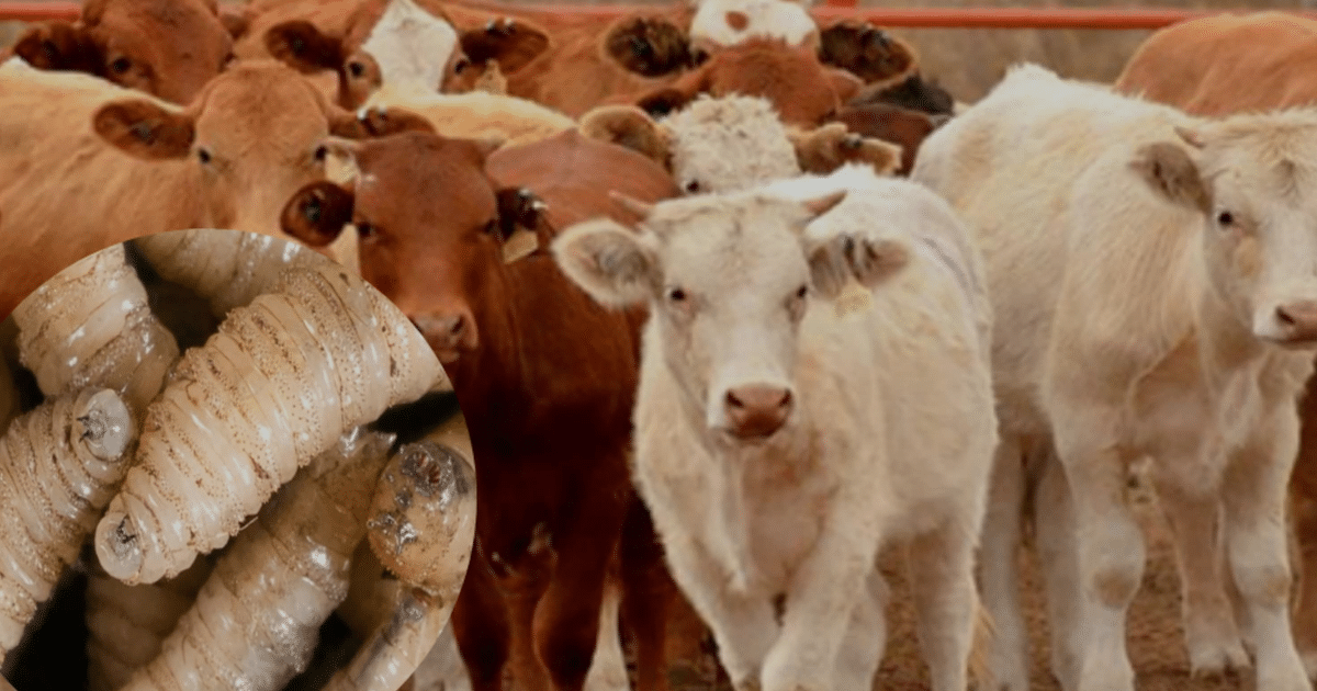 Grupo de vacas en un campo agrícola con primer plano de larvas, simbolizando el desafío del gusano barrenador en la ganadería.