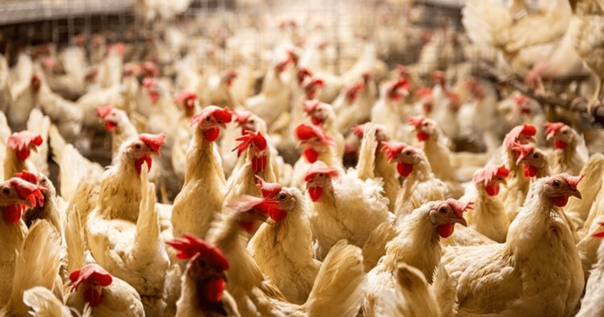 Gallinas blancas con crestas rojas en una granja avícola, relacionadas con un caso de influenza aviar en Durango.