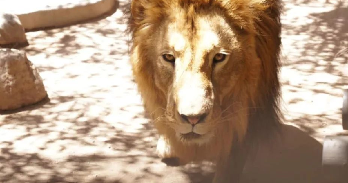 León con melena dorada mirando a la cámara en un entorno al aire libre