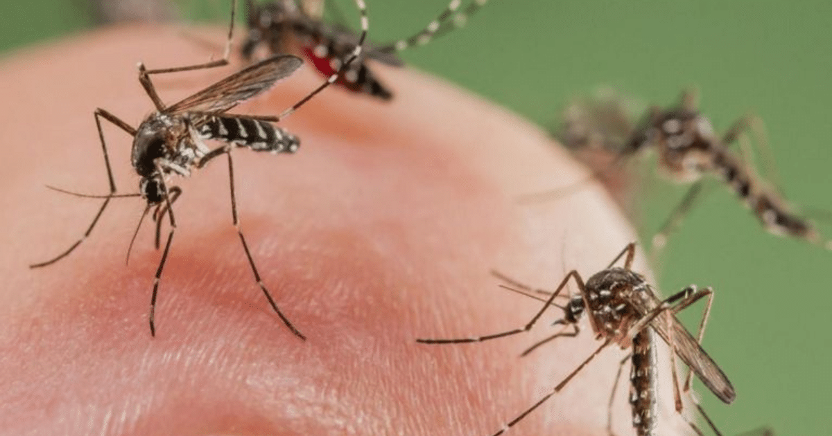 Mosquitos posados sobre un dedo humano, alimentándose de sangre.