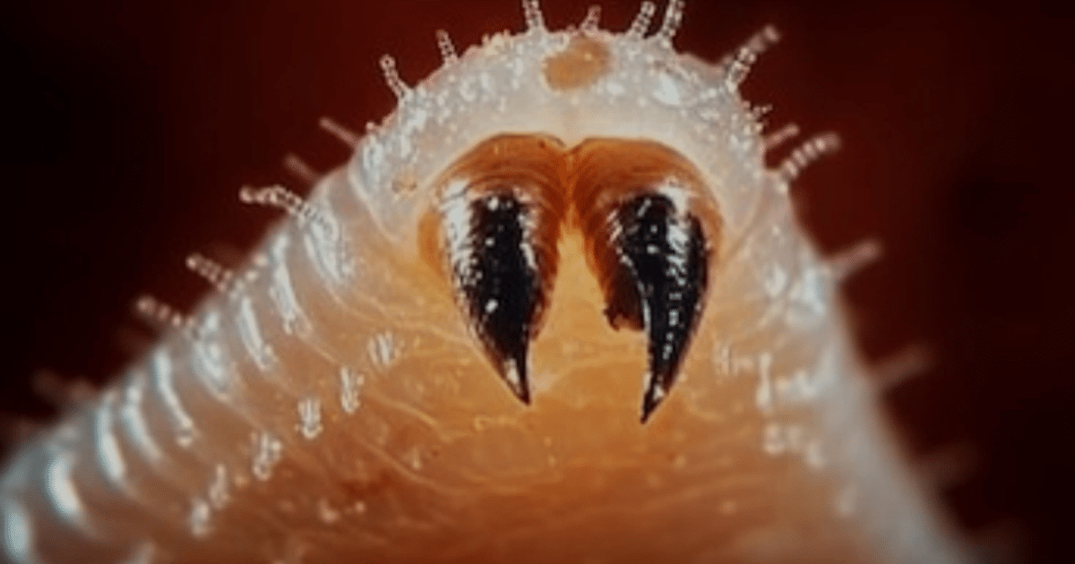 Imagen macro de un crustáceo marino con pinzas oscuras y texturizadas