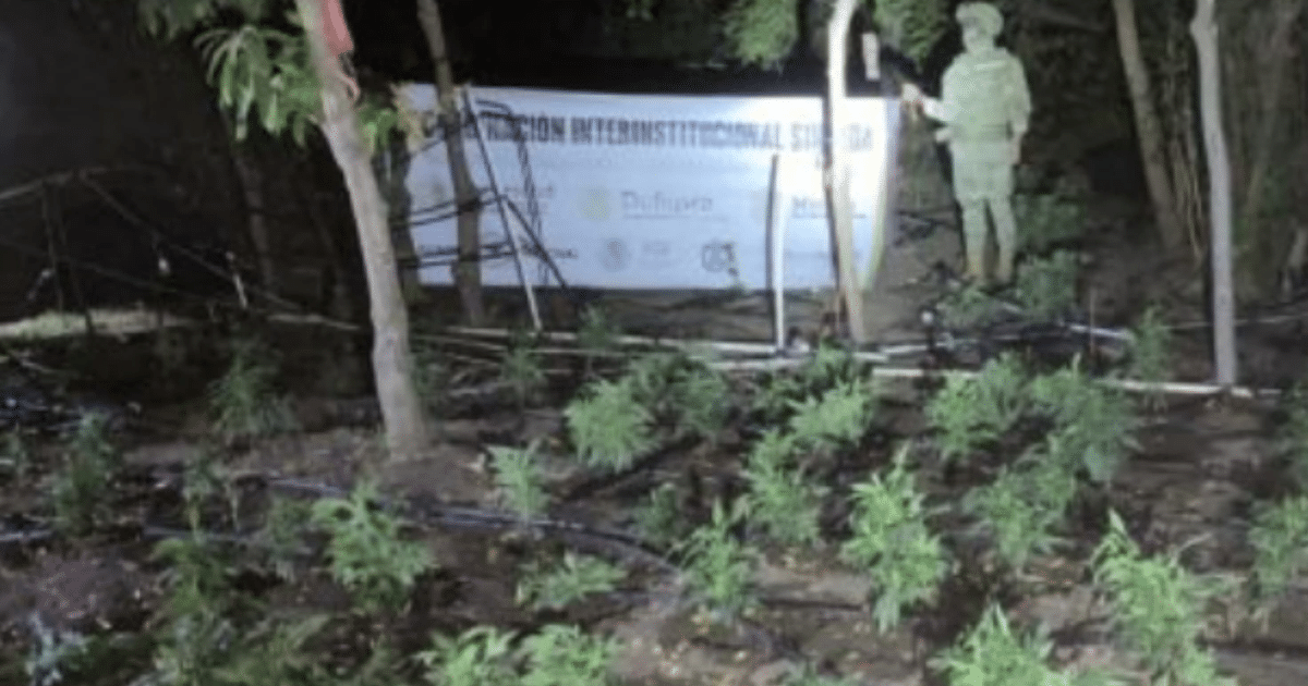 Operativo nocturno en Sinaloa con fuerzas federales y estatales en un cultivo ilícito