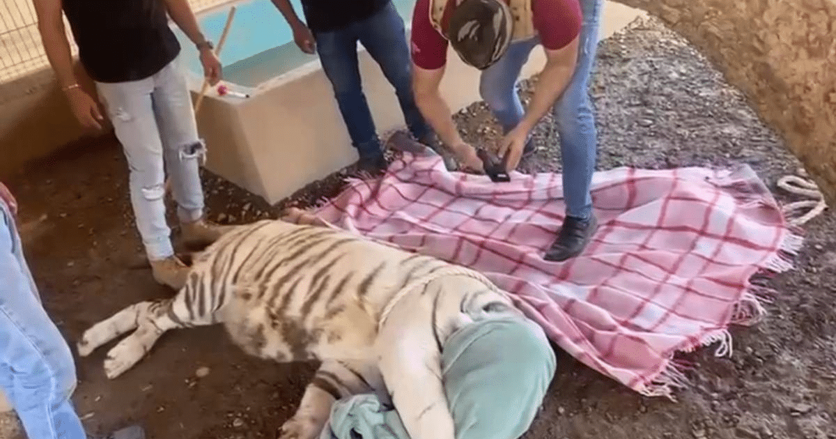 Personas rodean a un tigre blanco cubierto con una manta durante un rescate en Culiacán.