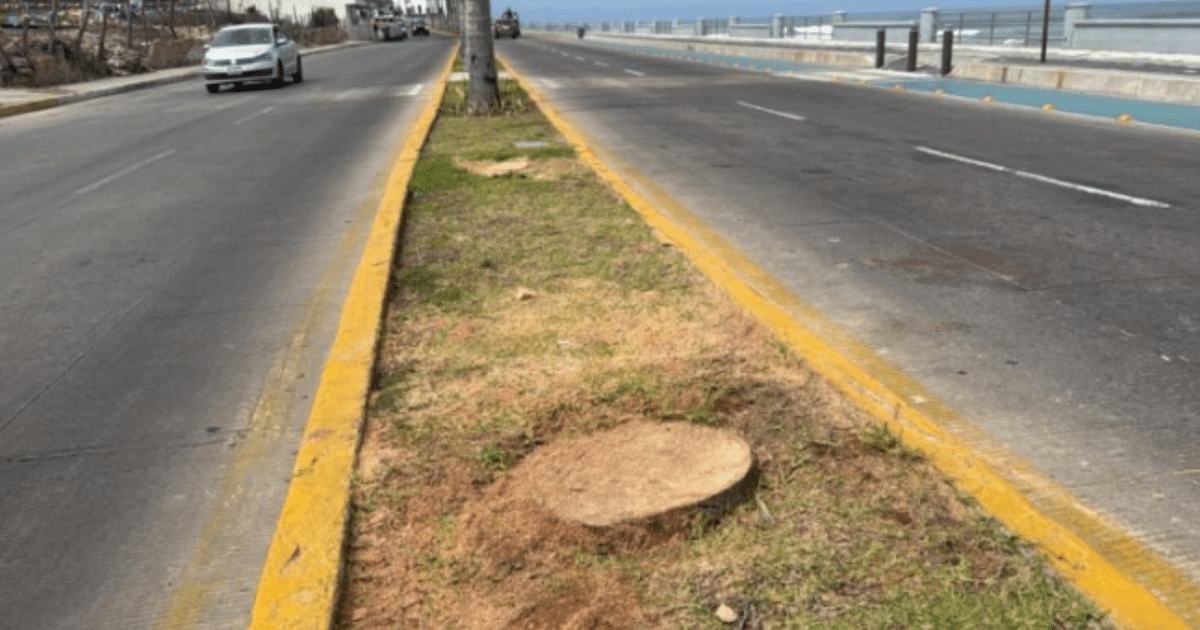 Carretera con camellón central y tráfico en Paseo Claussen, mostrando un tocón de árbol tras la tala de una palmera.