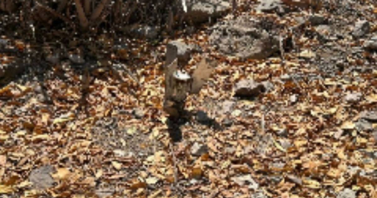 Terreno árido con hojas secas, rocas y un objeto vertical no identificado en el centro.