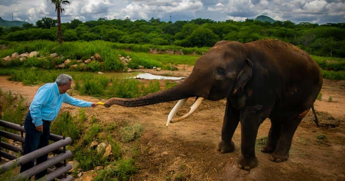 Hombre alimentando a un elefante en un entorno natural con vegetación y cielo nublado.