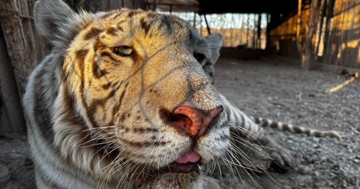 Tigre blanco en un hábitat seguro, con detalles de su pelaje y expresión serena.