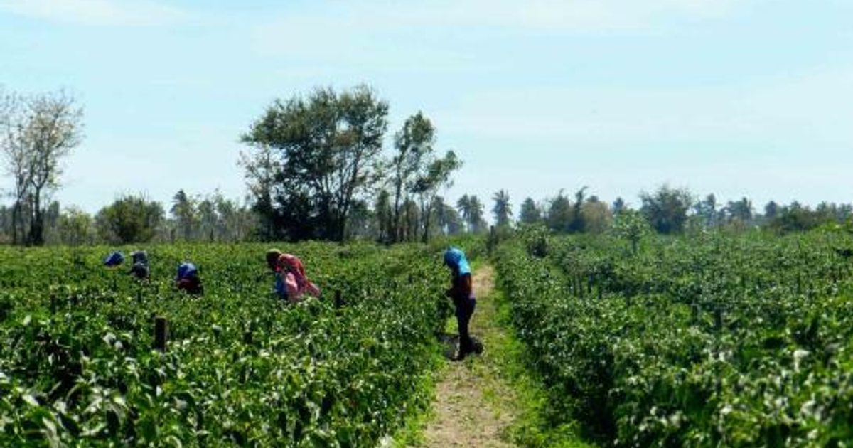 Personas trabajando en un campo agrícola en Sinaloa bajo un cielo despejado.