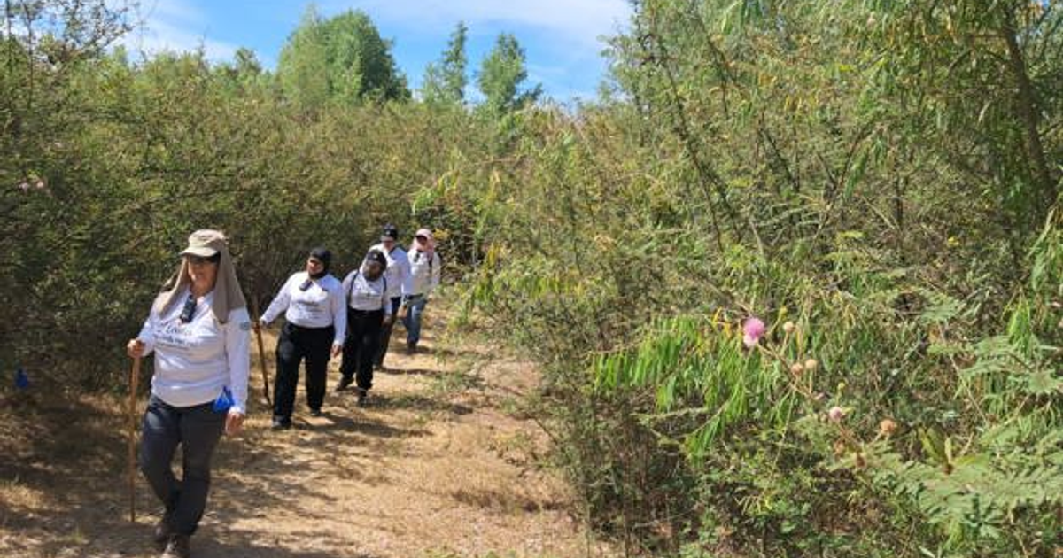 Grupo de personas caminando por un sendero en un bosque, rodeados de vegetación.