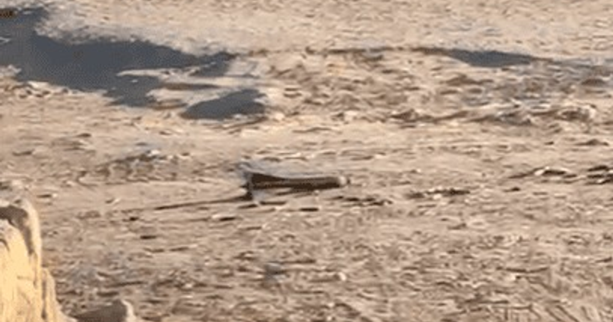 Operativo de seguridad en IMSS Villa Juárez por artefacto explosivo