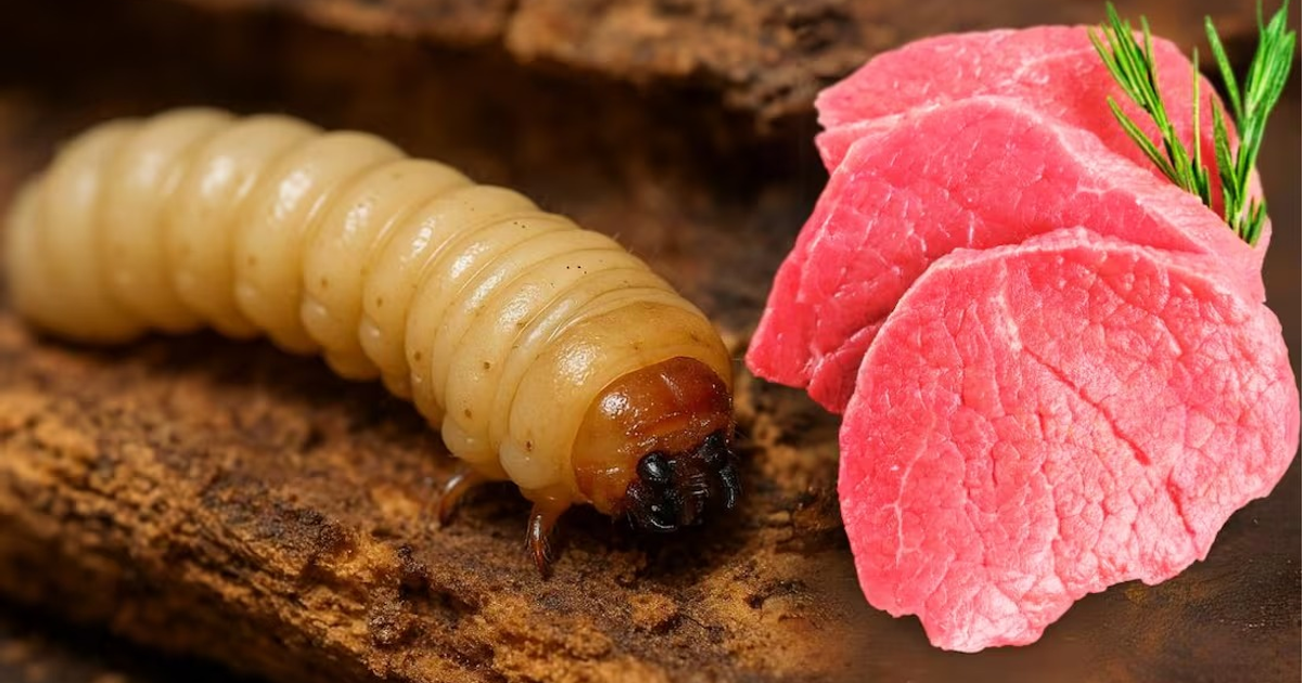 Larva de insecto sobre carne roja, relacionada con el control del gusano barrenador del ganado mediante la Técnica del Insecto Estéril.