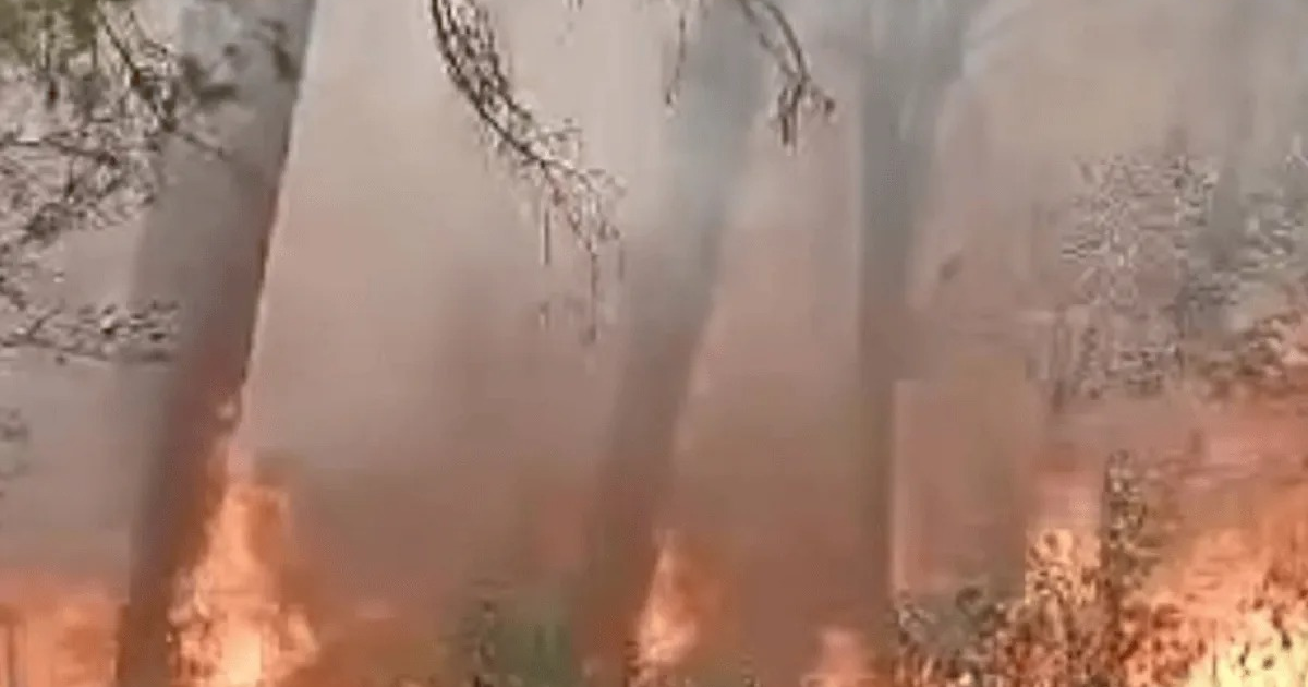 Árboles rodeados de humo y llamas en un incendio forestal en Sierra de Concordia, Sinaloa.