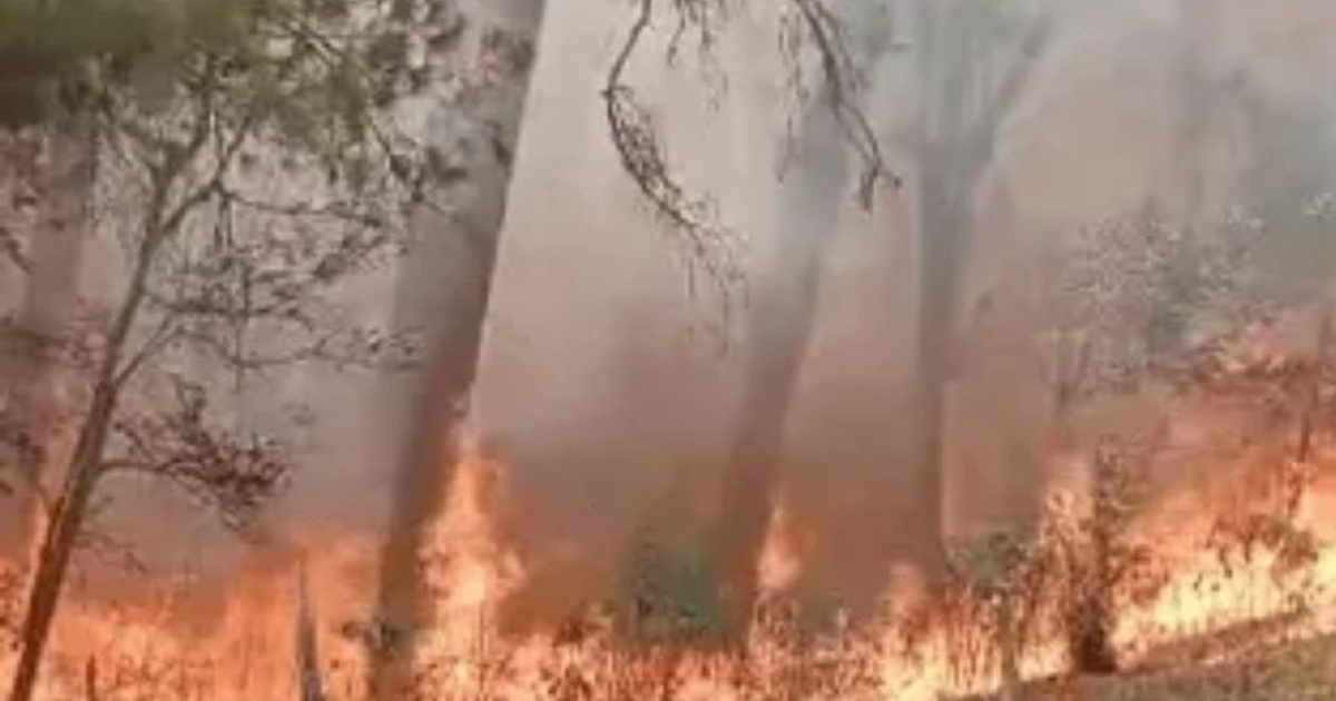Paisaje de incendio forestal en la Sierra de Concordia con árboles en llamas y humo denso.