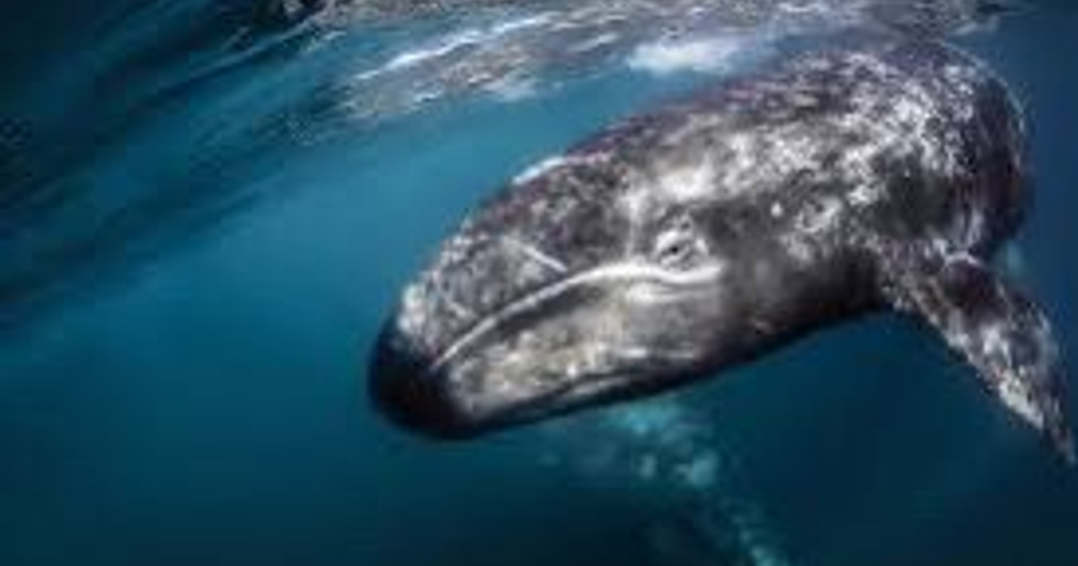 Ballena gris nadando en el océano azul, destacando la crisis de mortalidad en el Pacífico mexicano.