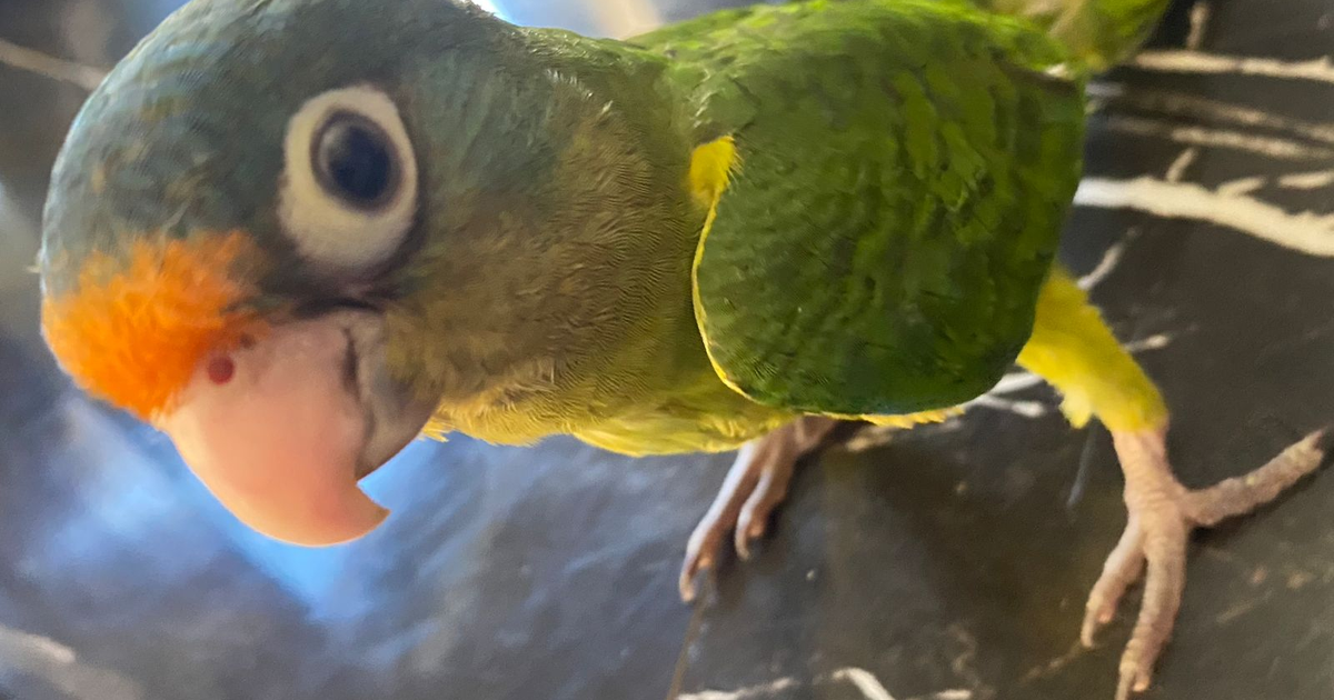 Loro verde con cabeza naranja y cuerpo amarillo sobre fondo oscuro, vinculado a la normativa de psitácidos en México.