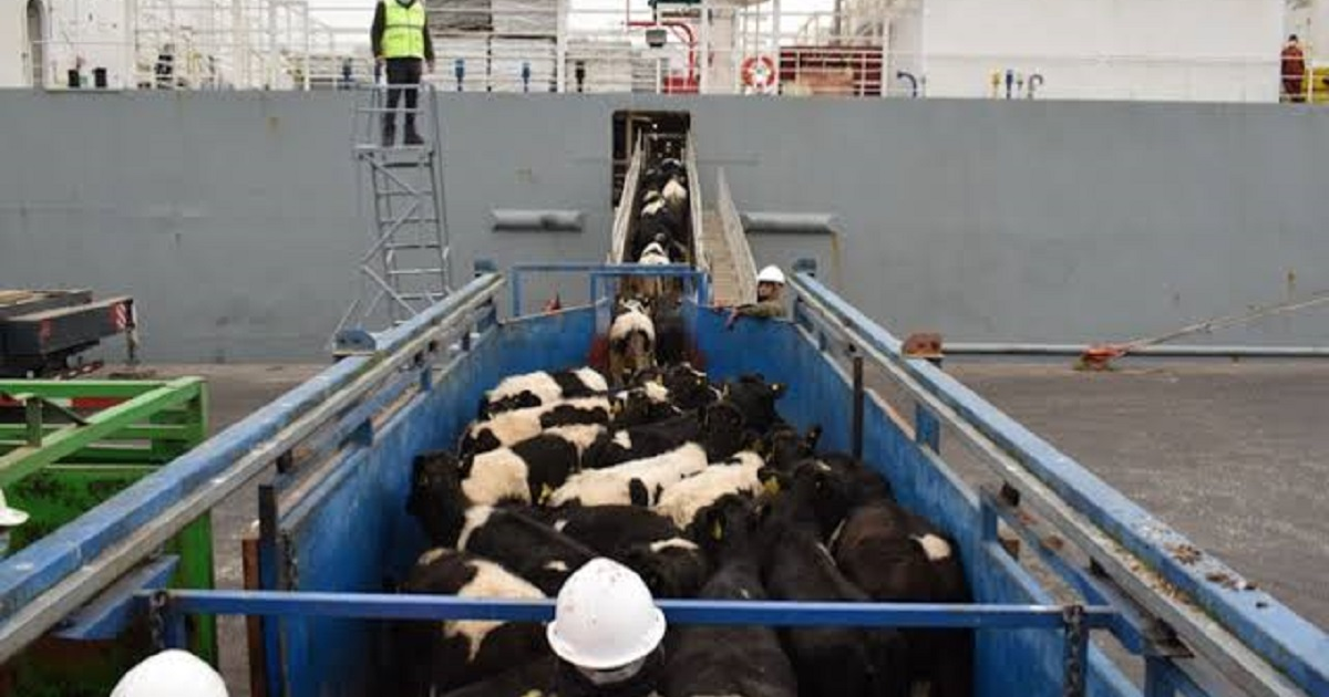 Vacas lecheras siendo descargadas en el puerto de Mazatlán desde un barco de transporte, con trabajadores guiando el proceso.