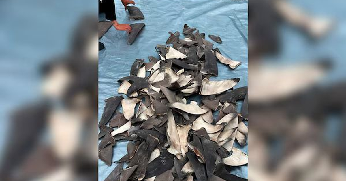 Aletas de tiburón incautadas en Ensenada, México, sobre una superficie azul.