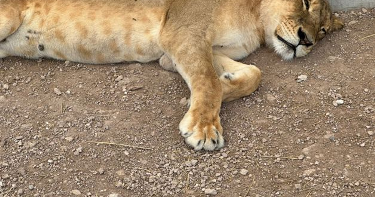 León descansando en el suelo del Santuario Ostok Mazatlán