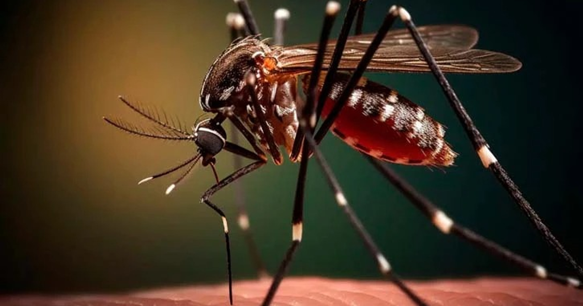 Close-up de mosquito hembra Aedes aegypti sobre una superficie, con fondo desenfocado.