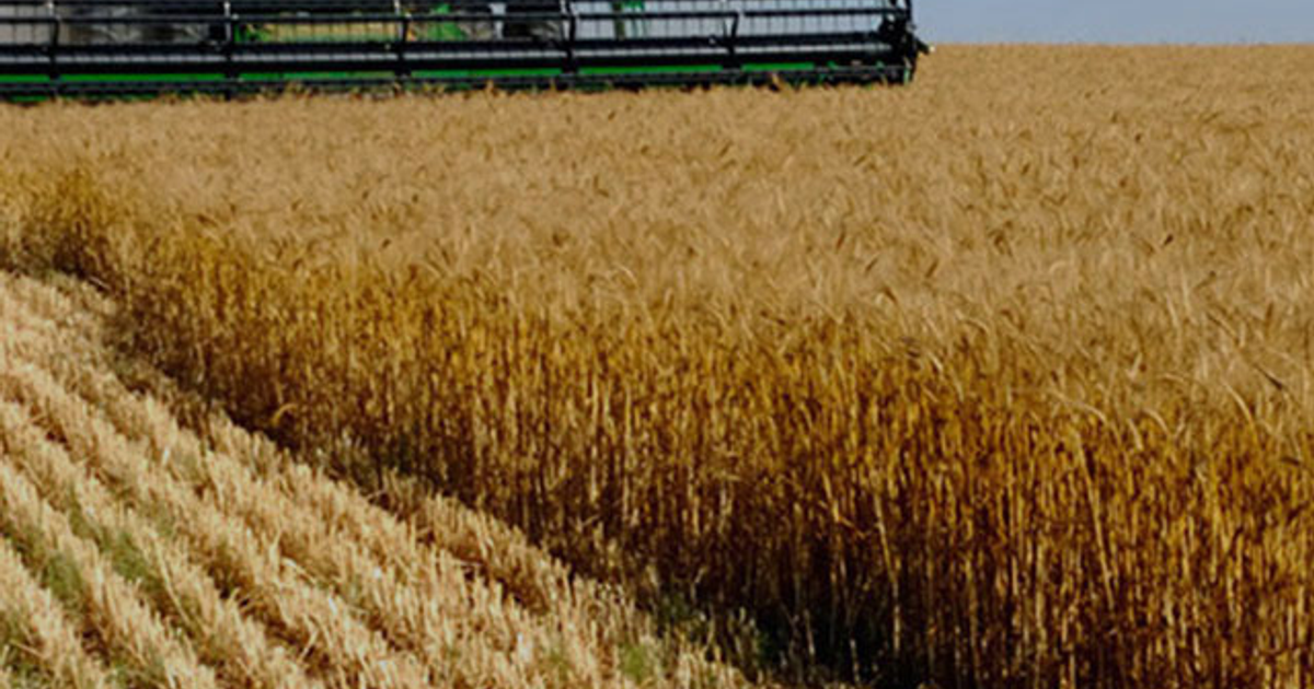 Cosechadora en campo de trigo maduro, simbolizando la resiliencia agrícola en Sinaloa tras el cierre de Maxoagro y Semillas Ceres.