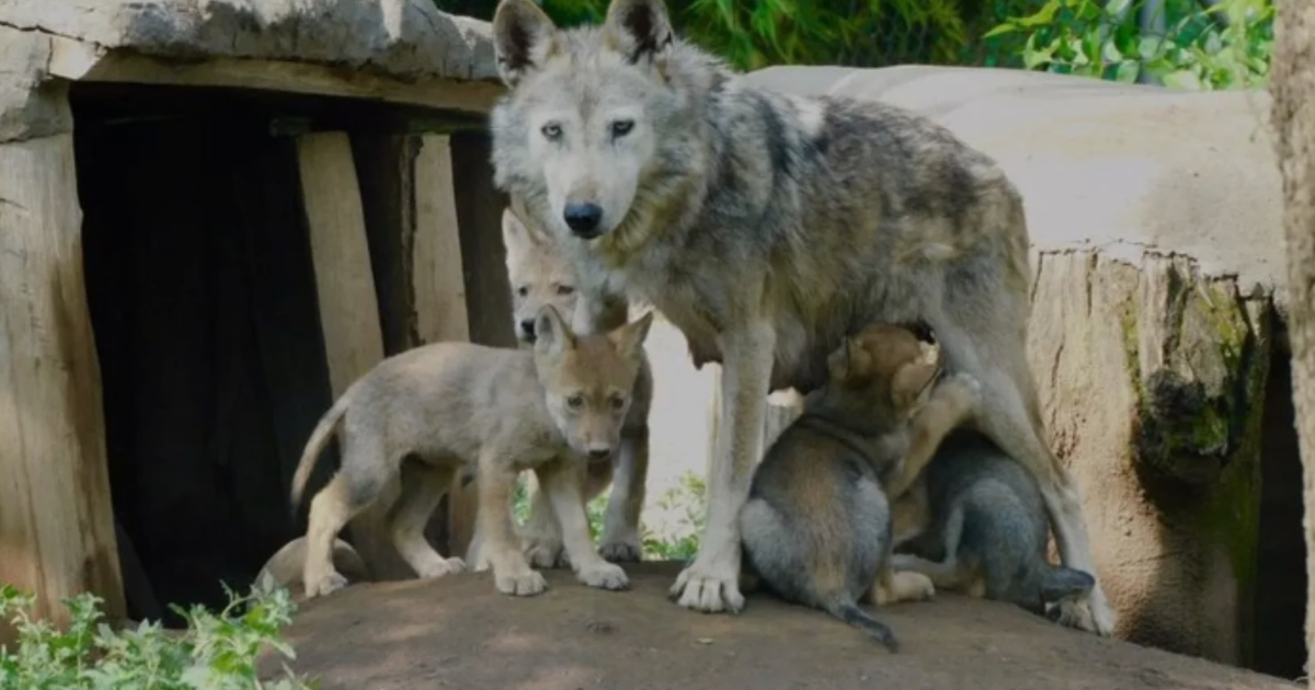 Grupo de lobos mexicanos con cachorros en su hábitat natural, destacando la interacción familiar y el entorno natural.